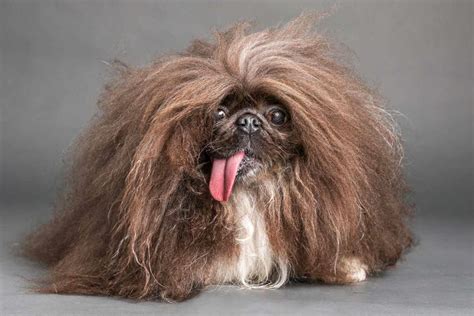 wild time vids|2024 'World's Ugliest Dog' Contest: Winner Wild Thang visits .